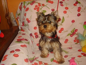 Yorki- Yorkshire terrier tündéri kiskutyák eladók! - kép 3
