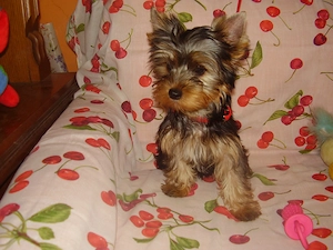 Yorki- Yorkshire terrier tündéri kiskutyák eladók! - kép 2