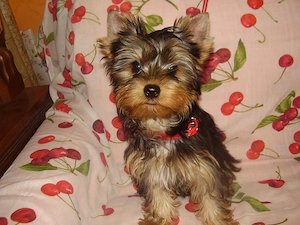 Yorki- Yorkshire terrier tündéri kiskutyák eladók! - kép 4
