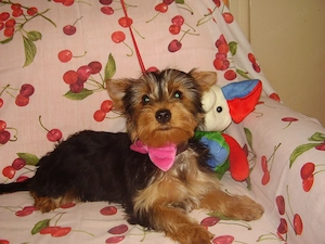 Yorki-yorkshire terrier kislány