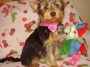 Yorki-yorkshire terrier kislány - kép 3