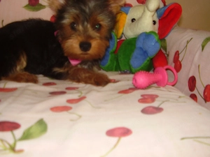 Yorki-yorkshire terrier kislány - kép 4