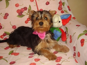 Yorki-yorkshire terrier kislány - kép 2