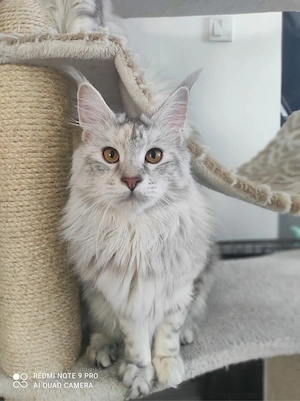 Maine Coon