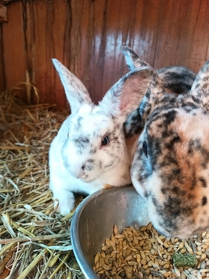 Klein Rex törpe kisnyulak eladók  - kép 5