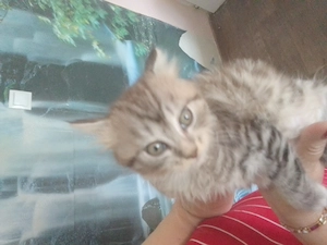 Maine Conn nőstény 12hetes