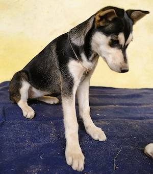 Husky - Rottweiler szuka, oltva, féregtelenítve, kiskönyvvel - kép 3
