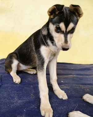 Husky - Rottweiler szuka, oltva, féregtelenítve, kiskönyvvel - kép 2