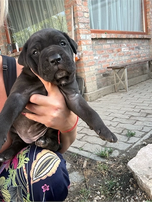 Cane corso babák