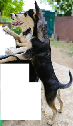 Husky - Rottweiler szuka, oltva, féregtelenítve, kiskönyvvel - kép 4