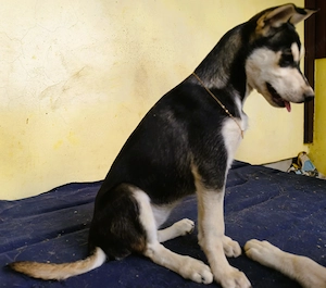 Husky - Rottweiler szuka, oltva, féregtelenítve, kiskönyvvel