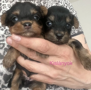 Yorkie kiskutyák foglalhatók, eladók ! - kép 4