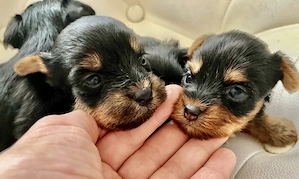 Yorkie kiskutyák foglalhatók, eladók ! - kép 2