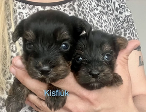 Yorkie kiskutyák foglalhatók, eladók ! - kép 3