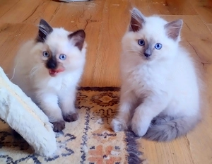 Ragdoll kandúr foglalható 2026.03.28. - kép 2