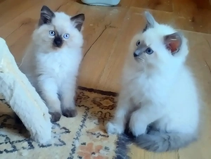 Ragdoll kandúr foglalható 2026.03.28. - kép 3