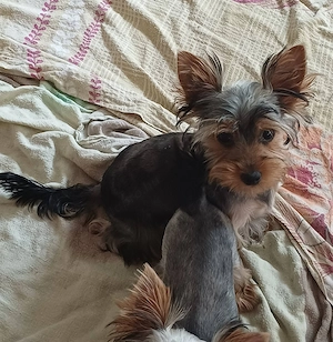 yorkshire terrier kiskutyák - kép 3