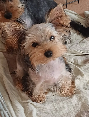 yorkshire terrier kiskutyák