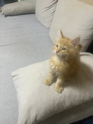 Maine Coon kiscicák - kép 3