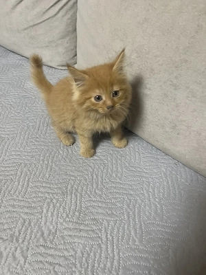 Maine Coon kiscicák - kép 2