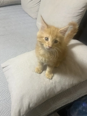 Maine Coon kiscicák - kép 4