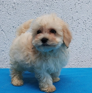 Maltipoo fiúk lanyok egyaránt kiegyensúlyozott macis bujos kutyasok - kép 5
