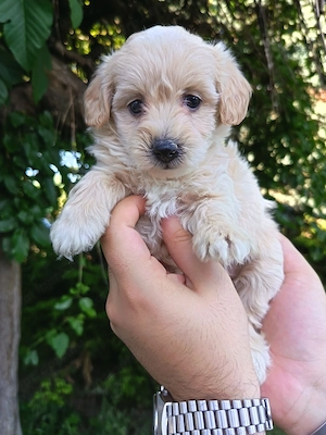Maltipoo fiúk lanyok egyaránt kiegyensúlyozott macis bujos kutyasok - kép 7