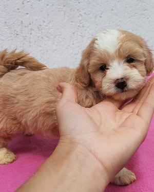 Maltipoo fiúk lanyok egyaránt kiegyensúlyozott macis bujos kutyasok - kép 3