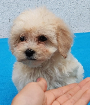 Maltipoo fiúk lanyok egyaránt kiegyensúlyozott macis bujos kutyasok - kép 4
