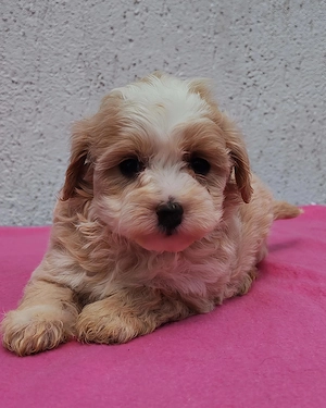 Maltipoo fiúk lanyok egyaránt kiegyensúlyozott macis bujos kutyasok - kép 6