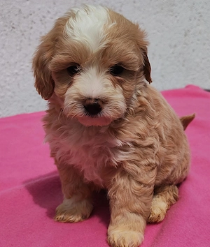 Maltipoo fiúk lanyok egyaránt kiegyensúlyozott macis bujos kutyasok - kép 2
