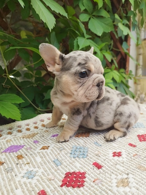 Francia bulldog kislány  - kép 5