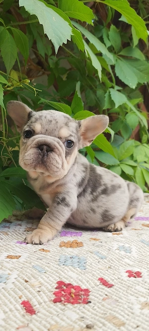 Francia bulldog kislány  - kép 3