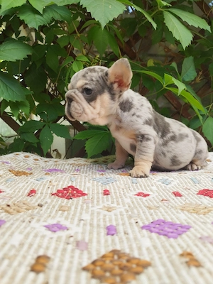 Francia bulldog kislány  - kép 2
