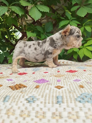 Francia bulldog kislány  - kép 4