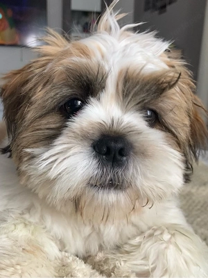 shih tzu kan kiskutya