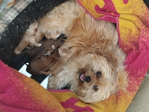 Bichon havanese kiskutyák - kép 6