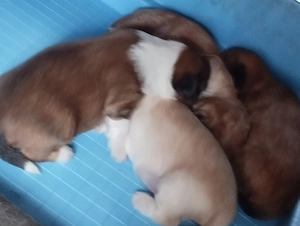 Bichon havanese kiskutyák
