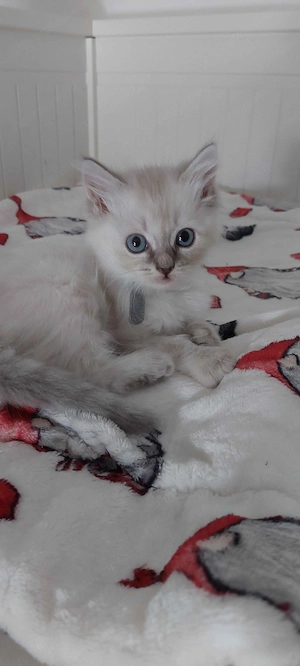 Ragdoll cica Blue Lynx - kép 4