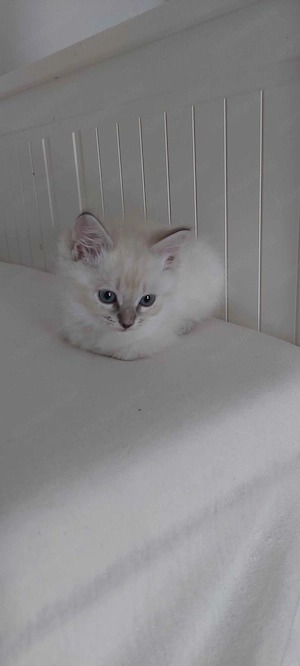 Ragdoll cica Blue Lynx - kép 5
