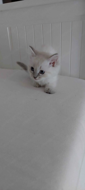 Ragdoll cica Blue Lynx - kép 3