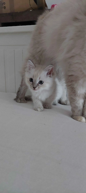 Ragdoll cica Blue Lynx - kép 2