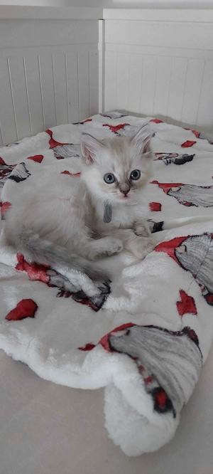 Ragdoll cica Blue Lynx - kép 6