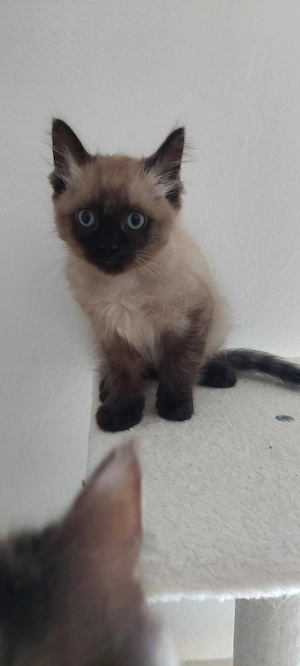 Ragdoll cica Blue Mink - kép 5