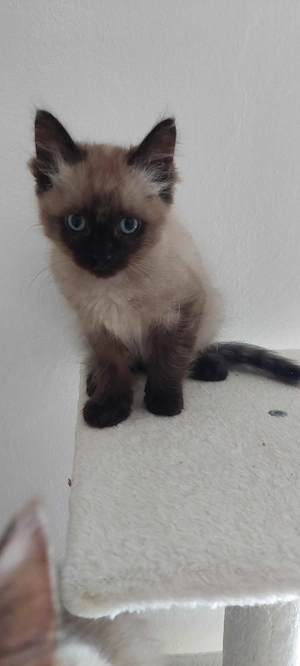 Ragdoll cica Blue Mink - kép 6