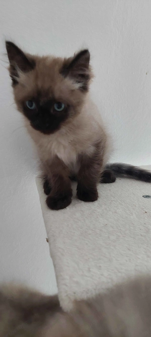 Ragdoll cica Blue Mink - kép 7
