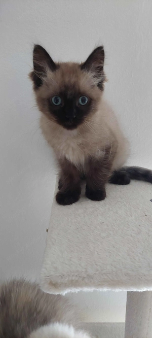 Ragdoll cica Blue Mink - kép 2