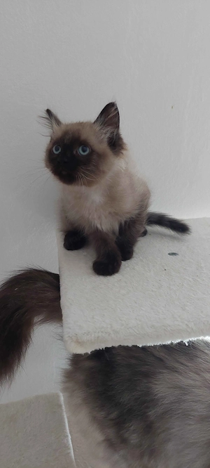 Ragdoll cica Blue Mink - kép 4