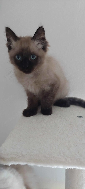 Ragdoll cica Blue Mink - kép 8