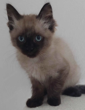 Ragdoll cica Blue Mink
